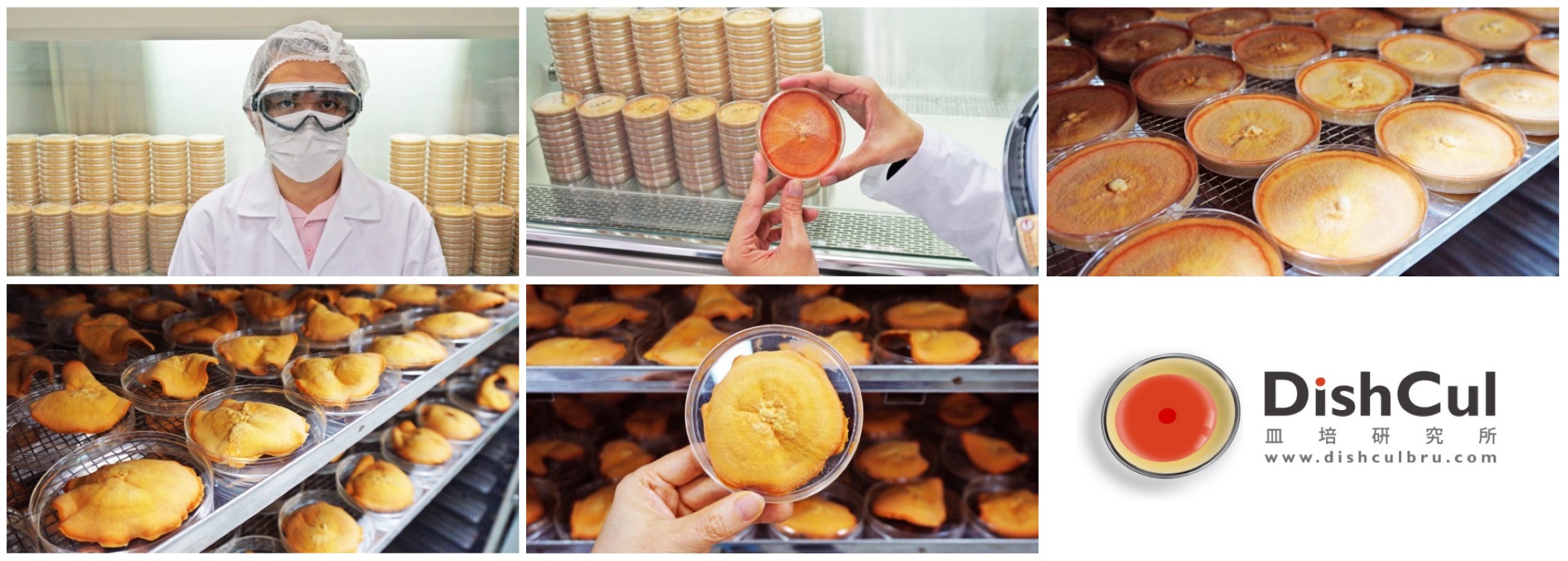 biomass phytochemical esg CDMO cancer anti-inflammatory antioxidant antrodia O2O OMO 天然物化學 植物化學 生藥學 植化素 野生牛樟芝 牛樟芝 樟芝 子實體 菌絲體 皿培 大健康 大家醫 全齡健康 精準健康 癌症 抗發炎 抗氧化