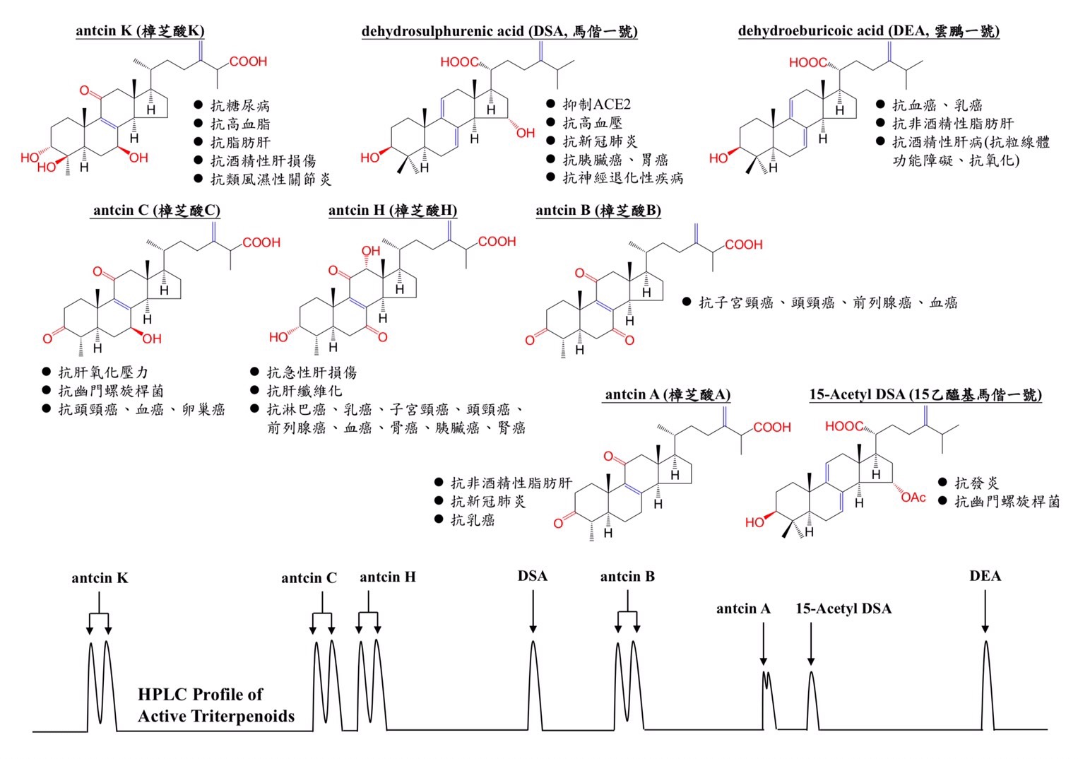 cancer anti-inflammatory antioxidant antrodia HPLC triterpenoid 野生牛樟芝 皿培 牛樟芝 子實體 癌症 血癌 肺癌 乳癌 肝癌 胰臟癌 糖尿病 高血壓 高血脂 高血糖 失智症 阿茲海默 帕金森 抗發炎 抗氧化 樟芝酸 馬偕一號 雲鵬一號