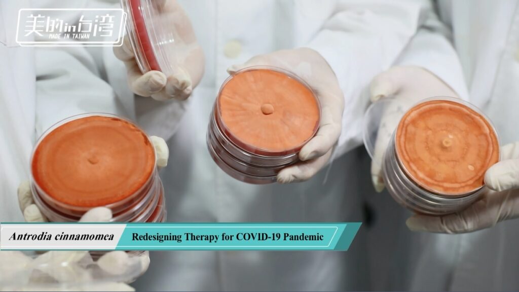 牛樟芝中草藥現代化&癌症精準健康 8 biomass phytochemical esg antrodia 皿培研究所 植化素 皿培 牛樟芝 子實體