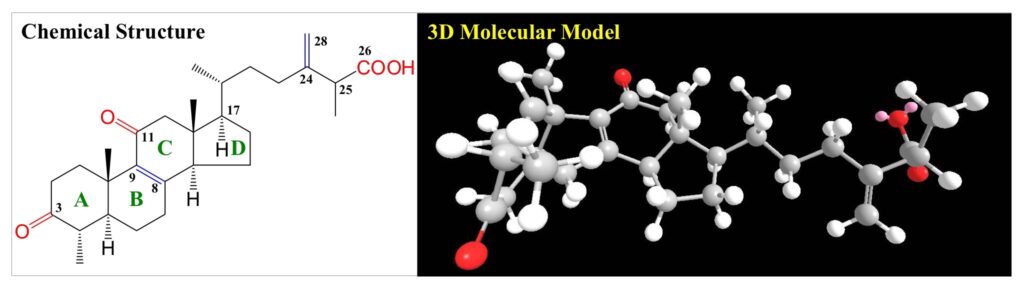 biomass phytochemical antrodia CDMO triterpenoid ergostane lanostane 野生牛樟芝 樟芝 牛樟芝 子實體 皿培 皿培研究所 麥角甾烷 羊毛甾烷 樟芝酸 馬偕一號 雲鵬一號