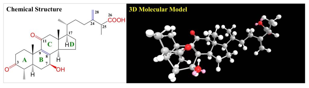 biomass phytochemical antrodia CDMO triterpenoid ergostane lanostane 野生牛樟芝 樟芝 牛樟芝 子實體 皿培 皿培研究所 麥角甾烷 羊毛甾烷 樟芝酸 馬偕一號 雲鵬一號
