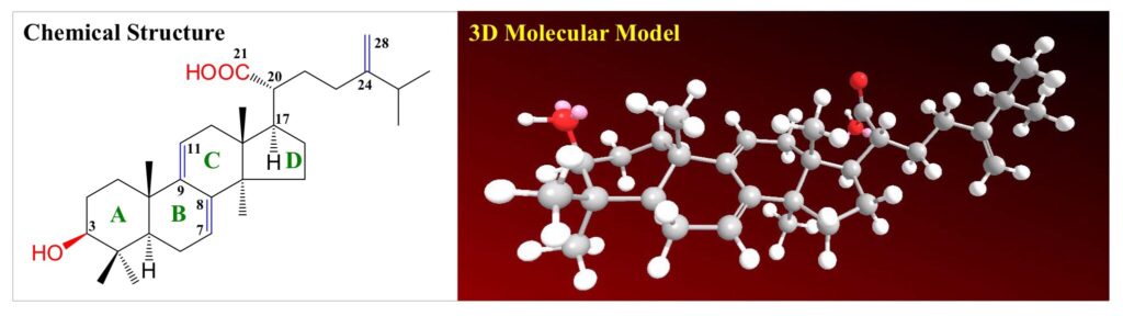 biomass phytochemical antrodia CDMO triterpenoid ergostane lanostane 野生牛樟芝 樟芝 牛樟芝 子實體 皿培 皿培研究所 麥角甾烷 羊毛甾烷 樟芝酸 馬偕一號 雲鵬一號