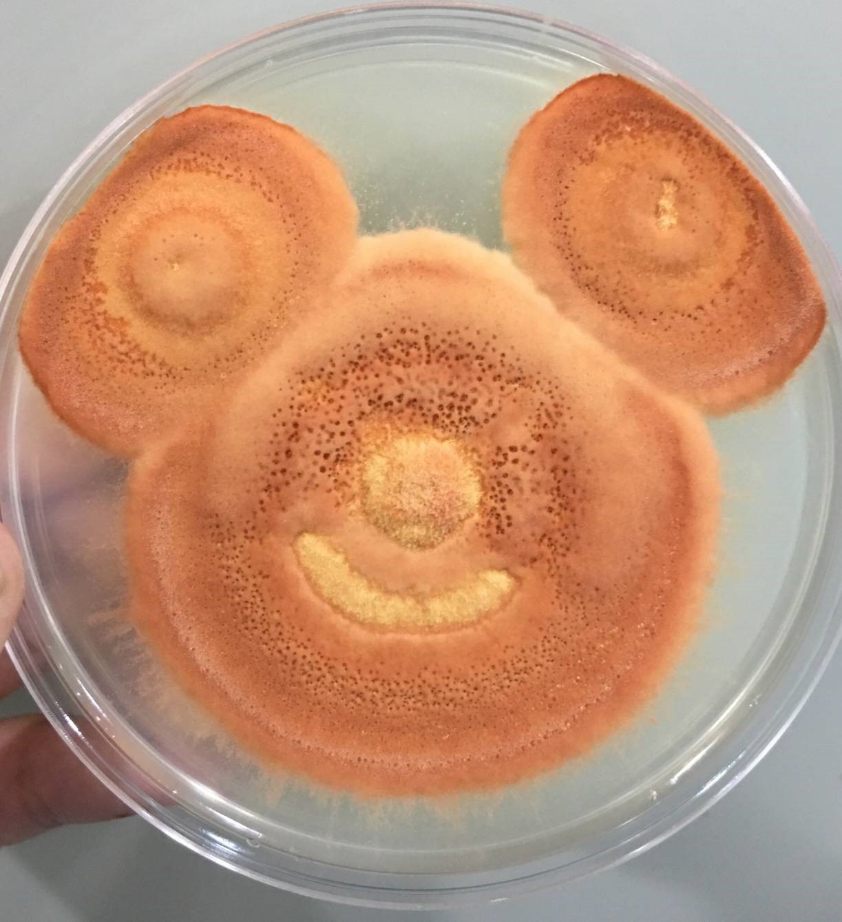 biomass esg OMO antrodia 植化素 皿培 皿培研究所 牛樟芝 子實體 三萜類 樟芝酸 迪士尼 米奇 文創