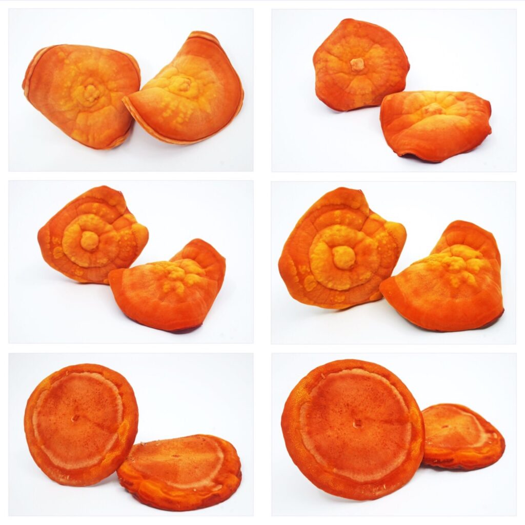 biomass phytochemical esg antrodia CDMO endemic Mushroom 野生牛樟芝 樟芝 牛樟芝 子實體 皿培 皿培研究所 原片