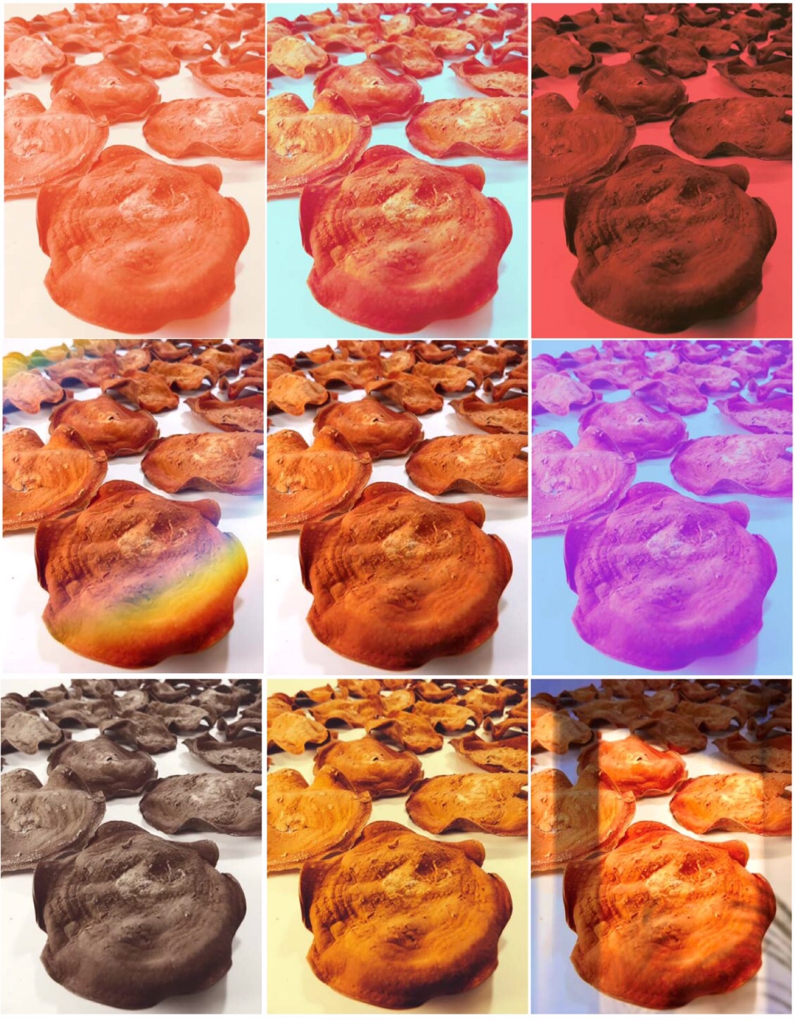 biomass esg OMO antrodia POP 植化素 皿培 皿培研究所 牛樟芝 子實體 三萜類 樟芝酸 文創 普普風 海報 設計 長輩圖