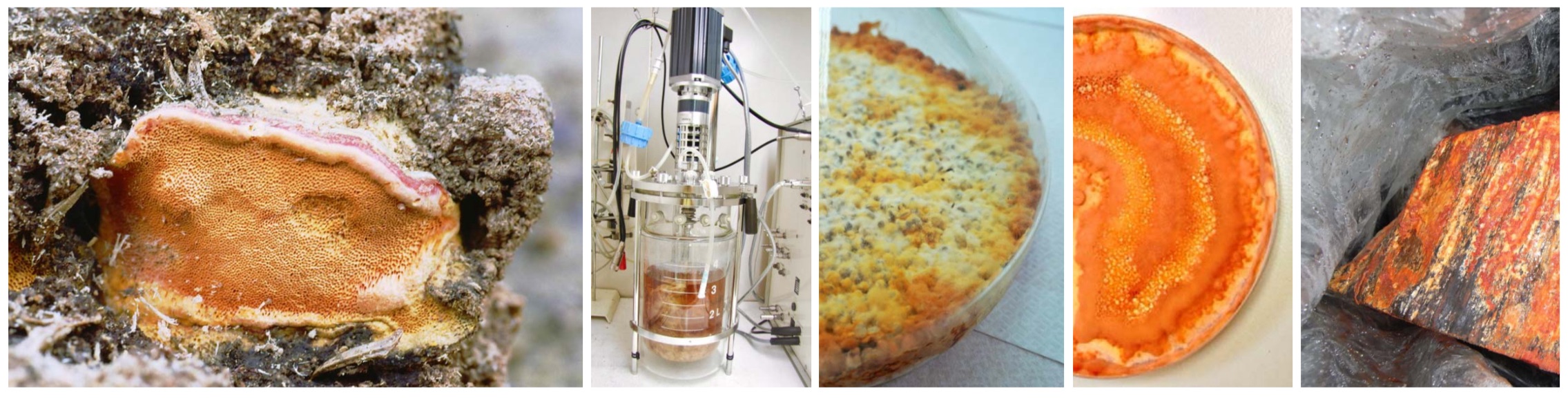 biomass phytochemical antrodia natural adjuvant vaccine Immune 植化素 皿培 牛樟芝 子實體 菌絲體 天然物 佐劑 多醣體