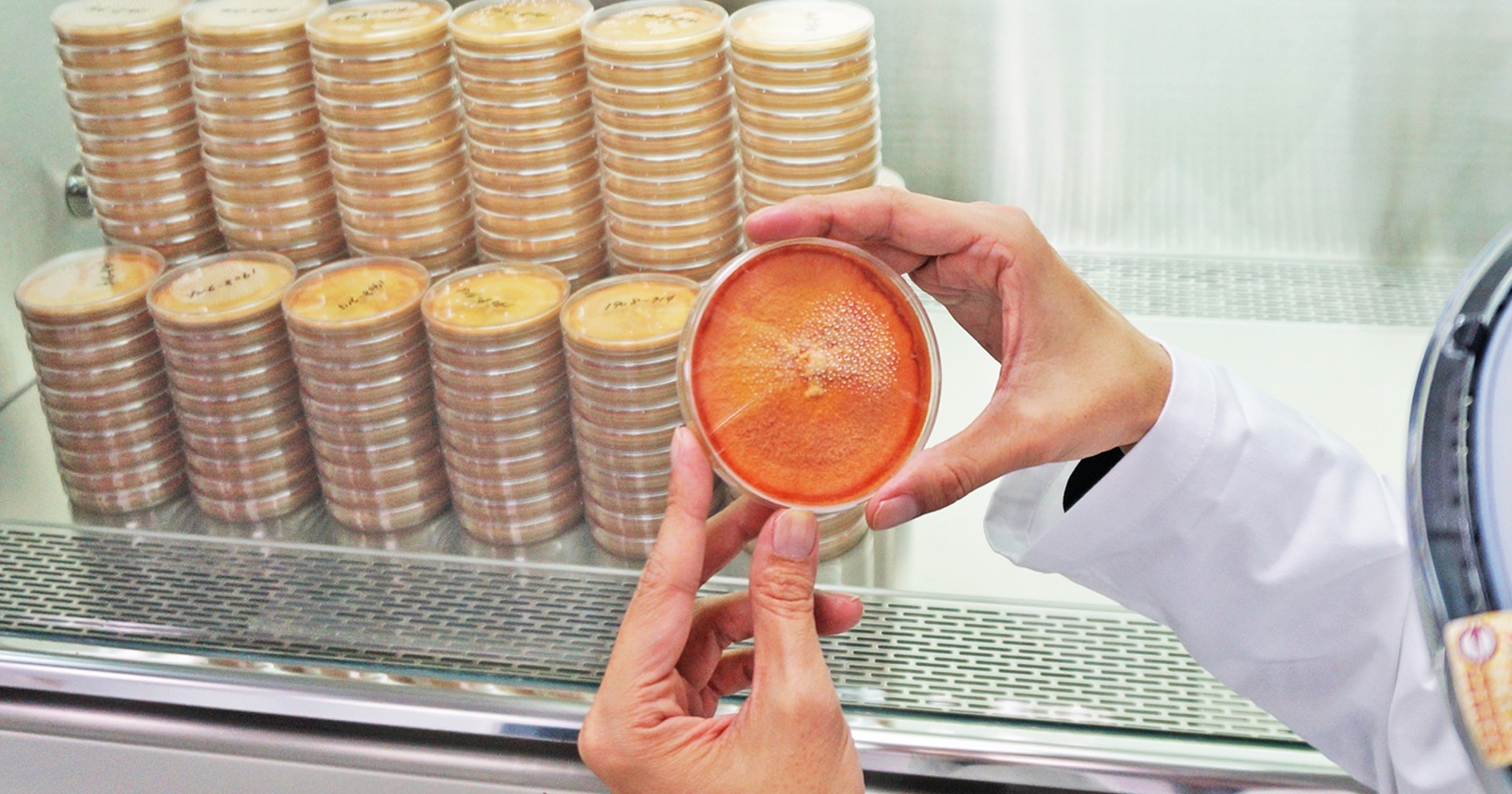 biomass phytochemical esg OMO antrodia 植化素 皿培 皿培研究所 牛樟芝 子實體 三萜類 樟芝酸 轉譯研究 新藥 老藥新用 中草藥 藥食同源 生藥