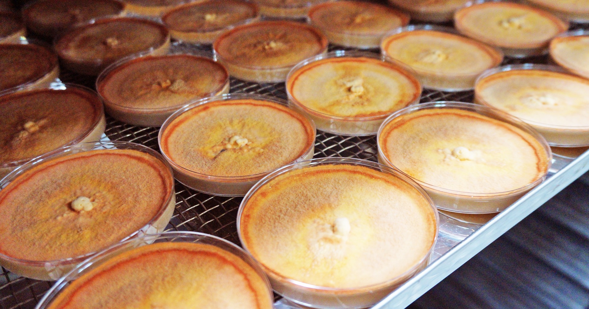 biomass phytochemical esg OMO antrodia 植化素 皿培 皿培研究所 牛樟芝 子實體 三萜類 樟芝酸 轉譯研究 新藥 老藥新用 中草藥 藥食同源 生藥