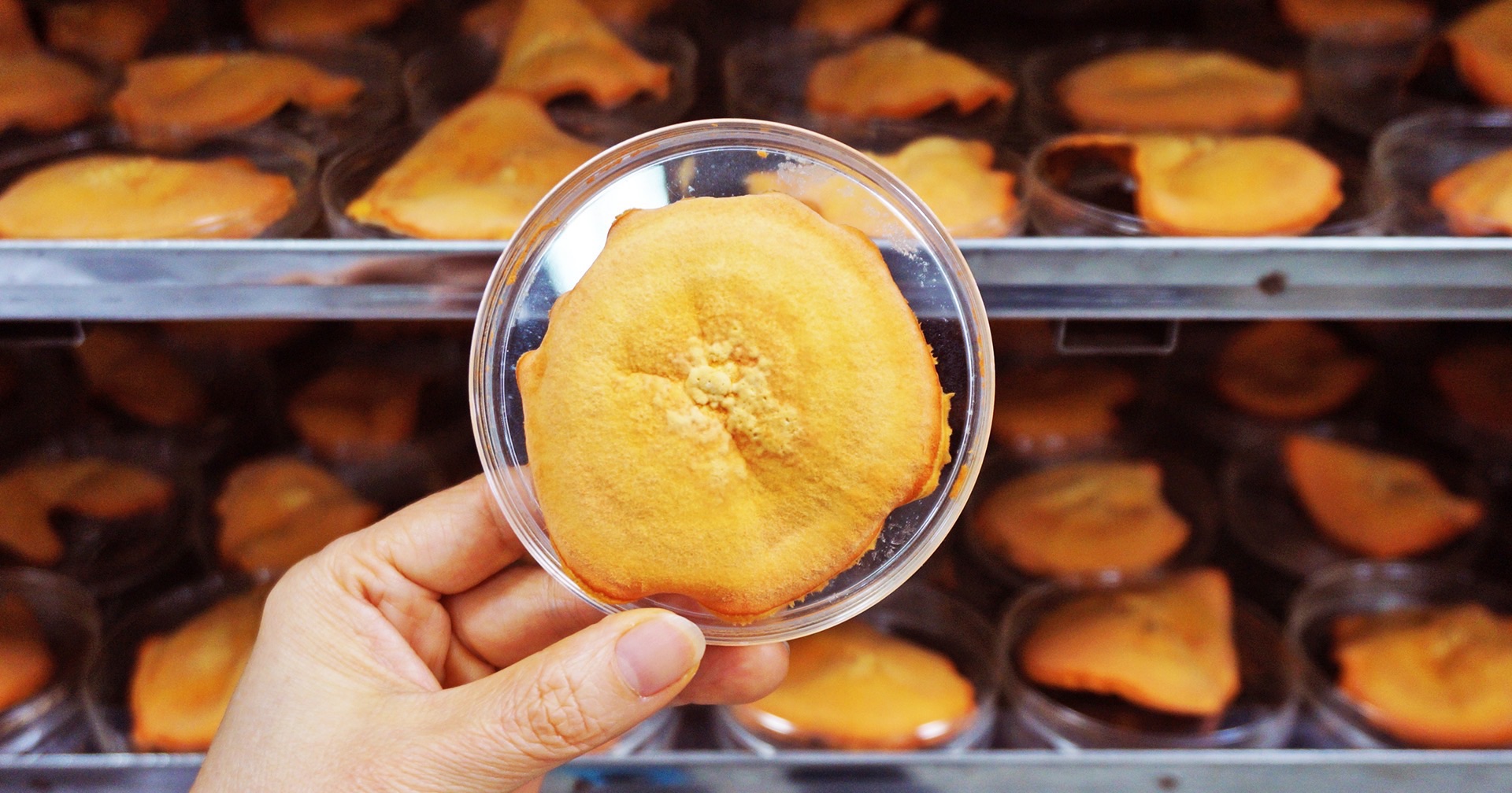 biomass phytochemical esg OMO antrodia 植化素 皿培 皿培研究所 牛樟芝 子實體 三萜類 樟芝酸 轉譯研究 新藥 老藥新用 中草藥 藥食同源 生藥