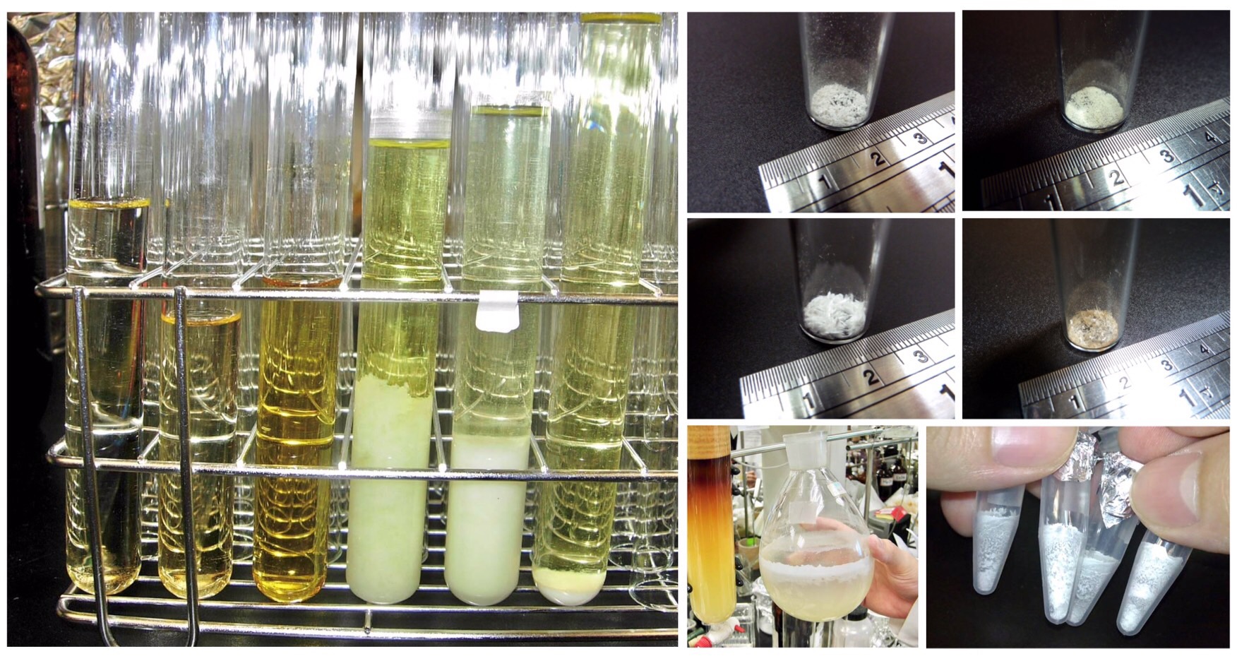 antrodia polysaccharide triterpenoid phenol ergostane lanostane antcin DSA DEA 植化素 皿培 牛樟芝 子實體 大健康 大家醫 全齡健康 精準健康 多醣體 三萜類 麥角甾烷 羊毛甾烷 樟芝酸 馬偕一號 雲鵬一號