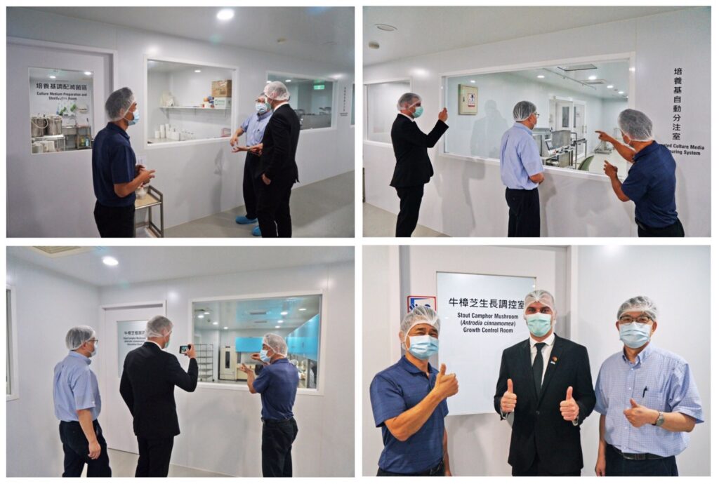 野生牛樟芝 樟芝 牛樟芝 子實體 皿培 皿培研究所