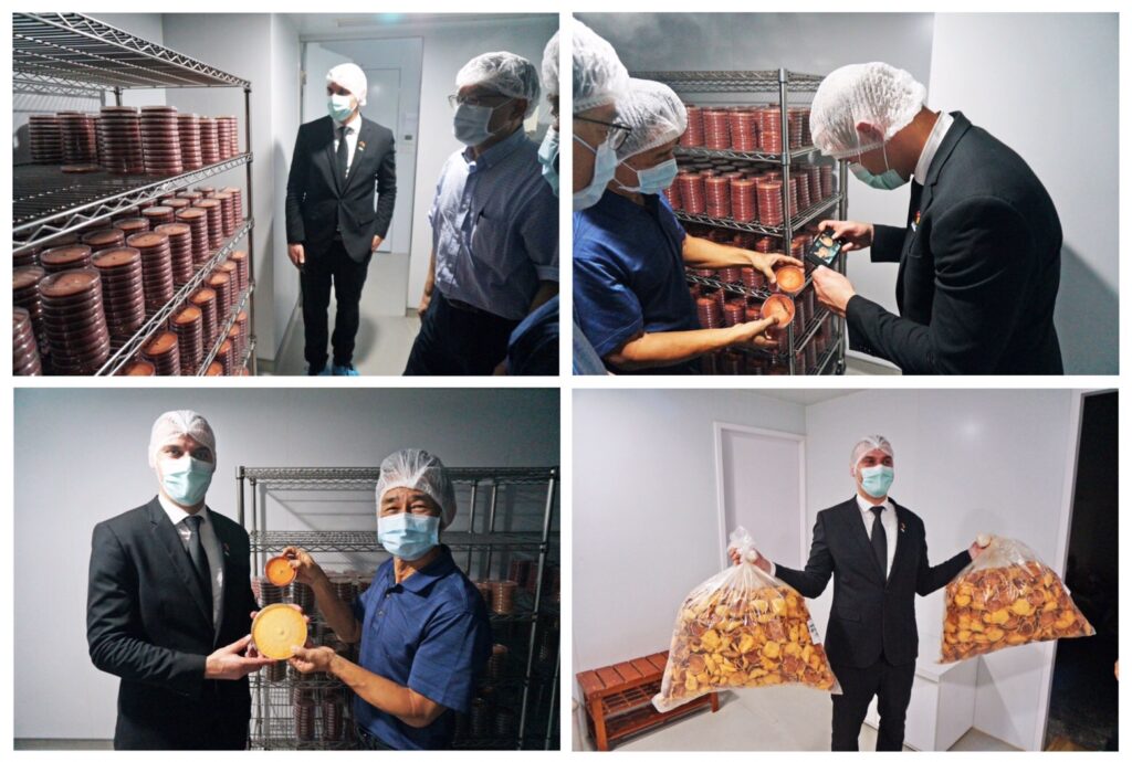 野生牛樟芝 樟芝 牛樟芝 子實體 皿培 皿培研究所